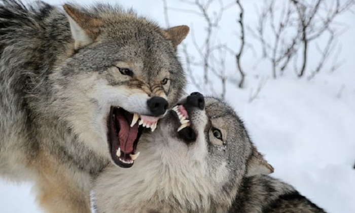 Norway reprieves 32 of 47 wolves earmarked for cull 
